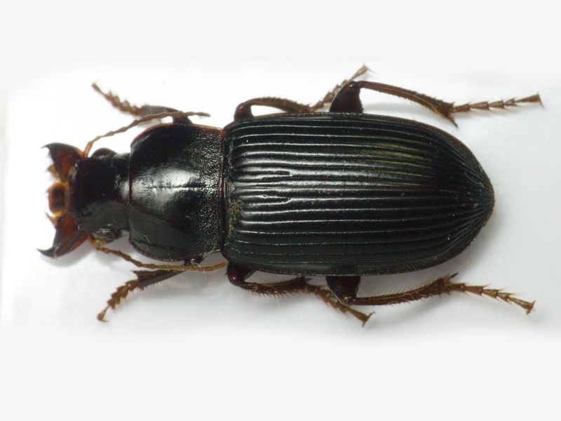 Carabidae Latreille, 1802